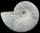 Silver Iridescent Ammonite - Madagascar #51498-1